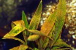 hygrophila corymbosa siamensis 53b