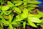 hygrophila polysperma