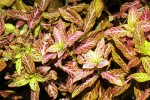 hygrophila polysperma rosanervig