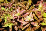 hygrophila polysperma rosanervig