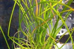 juncus effusus spiralis