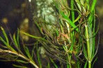 limnophila aromatica