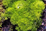 limnophila sessiliflora