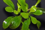 lobelia cardinalis