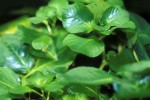 ludwigia helminthorrhiza