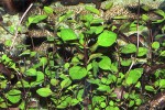 ludwigia palustris