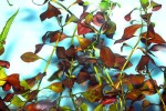 ludwigia repens