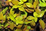 ludwigia repens