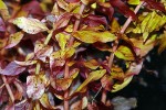 ludwigia repens rubin ludwigia repens rubin