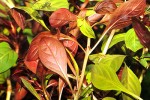 ludwigia repens rubin ludwigia repens rubin