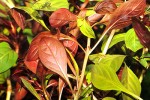 ludwigia repens rubin