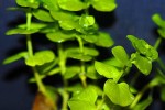 lysimachia nummularia aurea lysimachia nummularia aurea