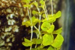 lysimachia nummularia aurea lysimachia nummularia aurea