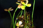 marsilea hirsuta marsilea hirsuta