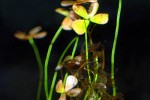 marsilea hirsuta