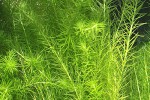 mayaca fluviatilis mayaca fluviatilis