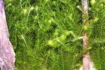 mayaca fluviatilis mayaca fluviatilis