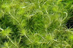 mayaca fluviatilis mayaca fluviatilis