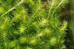 mayaca fluviatilis mayaca fluviatilis