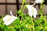 mazus reptans albus   white creeping mazus  