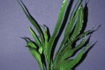 microsorum pteropus microsorum pteropus