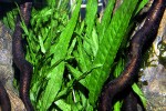 microsorum pteropus narrow microsorum pteropus narrow