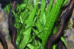 microsorum pteropus narrow microsorum pteropus narrow