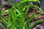 microsorum pteropus trident microsorum pteropus trident