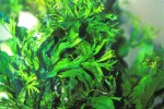 microsorum pteropus windeloev microsorum pteropus windeloev