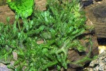 monosolenium tenerum monosolenium tenerum