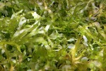 monosolenium tenerum monosolenium tenerum