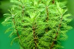 myriophyllum aquaticum