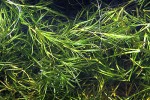 najas graminea najas graminea