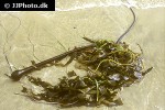 nereocystis spp   bull kelp  