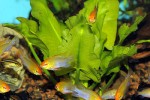 nuphar japonicum nuphar japonicum