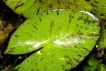 nymphaea lotus zenkeri