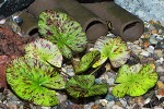 nymphaea lotus zenkeri nymphaea lotus zenkeri