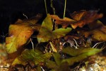 nymphea stellata nymphea stellata