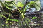 nymphoides aquatica nymphoides aquatica