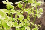 oenanthe fistulosa flamingo   tubular water dropwort  