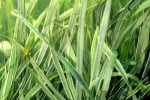 ophiopogon intermedius ophiopogon intermedius