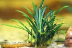 ophiopogon japonicus ophiopogon japonicus