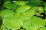 phyllanthus fluitans phyllanthus fluitans