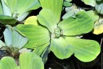 pistia stratoites pistia stratoites