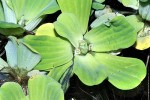 pistia stratoites