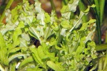 pogostemon helferi pogostemon helferi