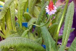 primula vialii primula vialii