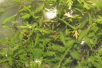 proserpinaca palustris proserpinaca palustris