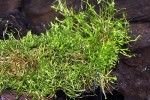 riccia fluitans