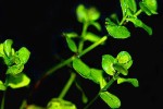 rotala rotundifolia